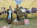 In Memorian - Fila Brasileiro Tigrado - Canil Singular - Motivador